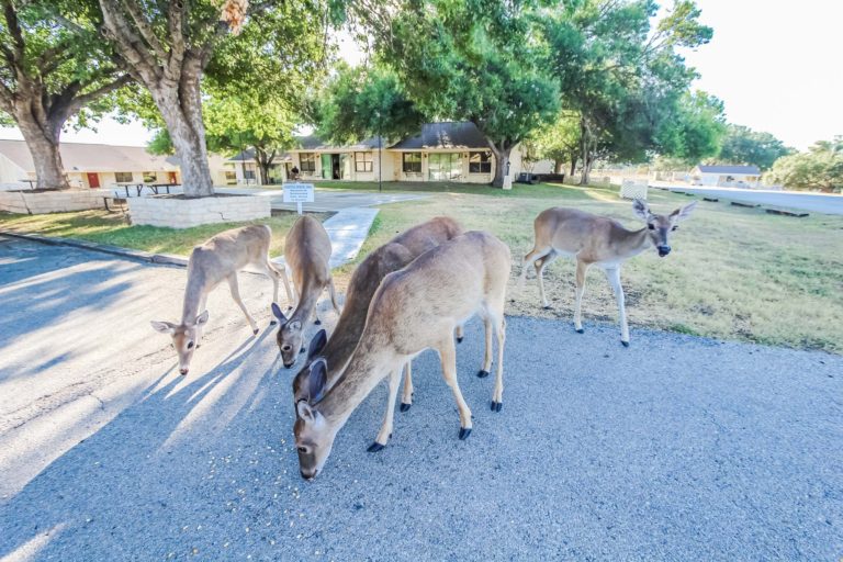 Photo of Deers eating around the resort
