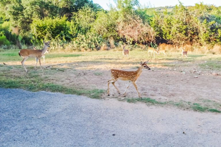 Photo of Deers around the resort